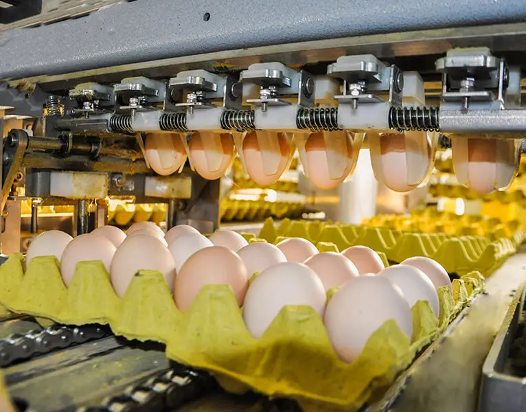 Egg Grading Machine View 3
