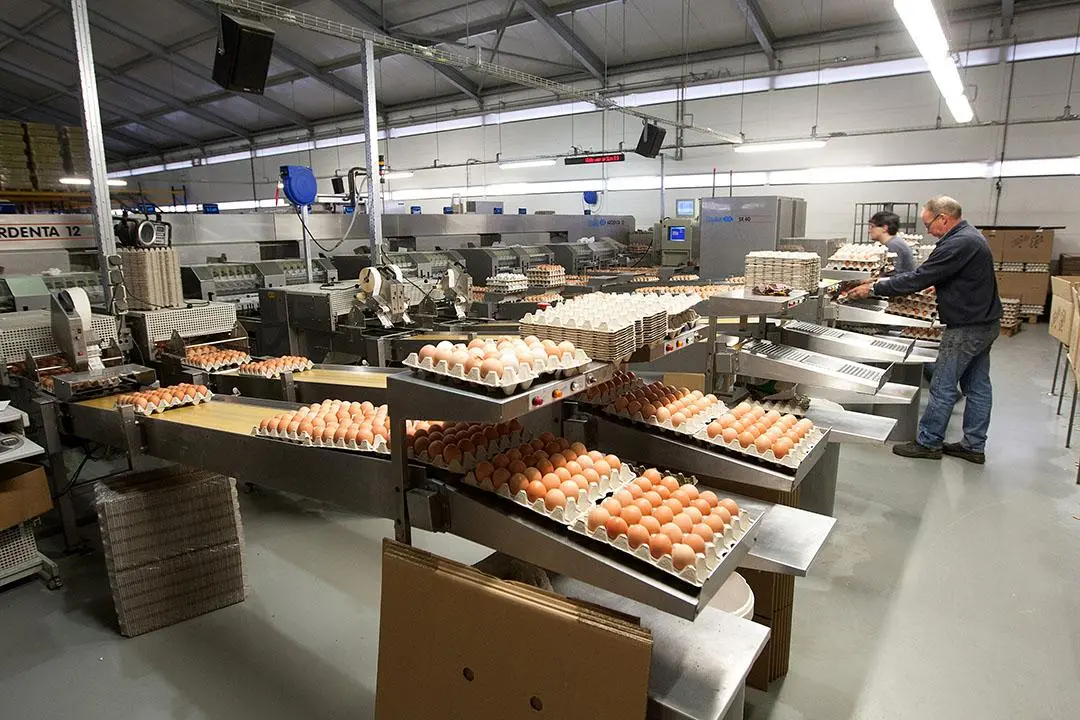 Commercial Poultry Farms